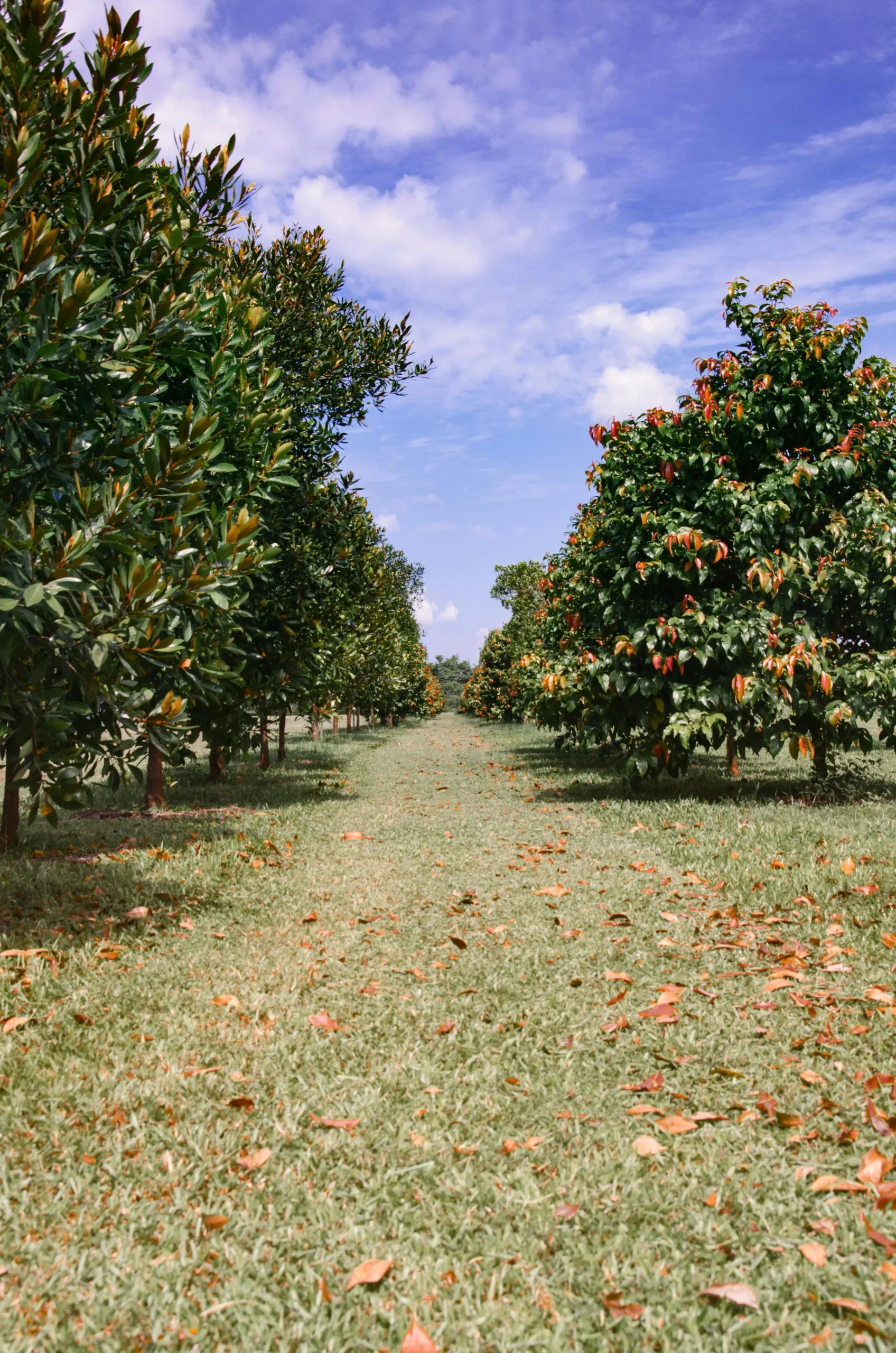 FJD Rough Ranger Orchards